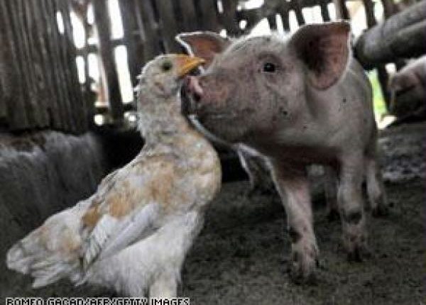 التحرير والتنوير في أنفلونزا الديك والخنزير