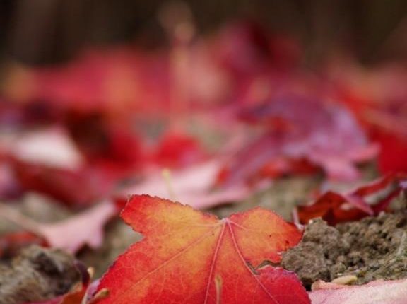 أكاد أسمع أفواهها..