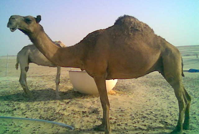 حظّ سُراقة من بَول الناقة!