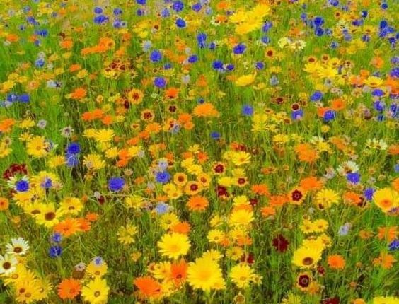 لوحة للرسّام غوستاف كليمت